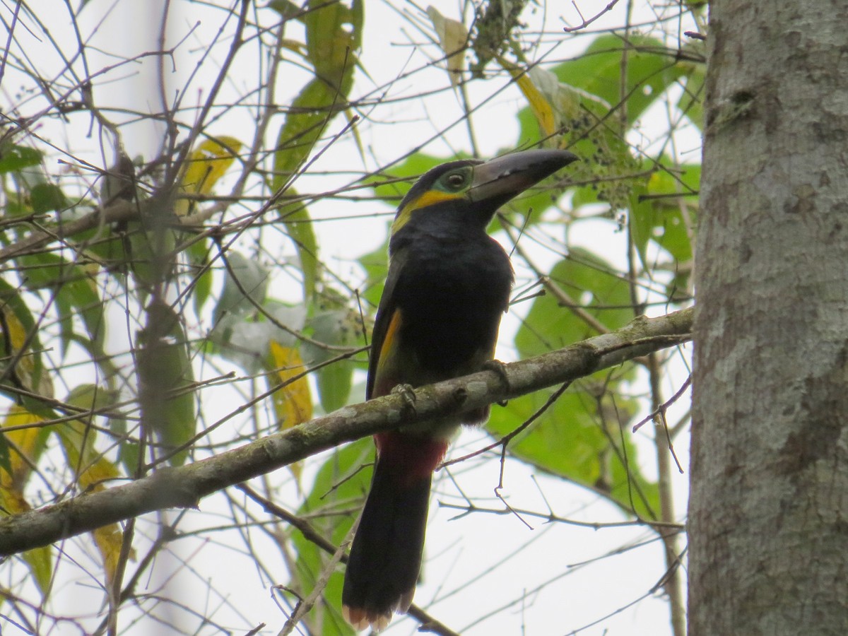 Golden-collared Toucanet - ML89893951