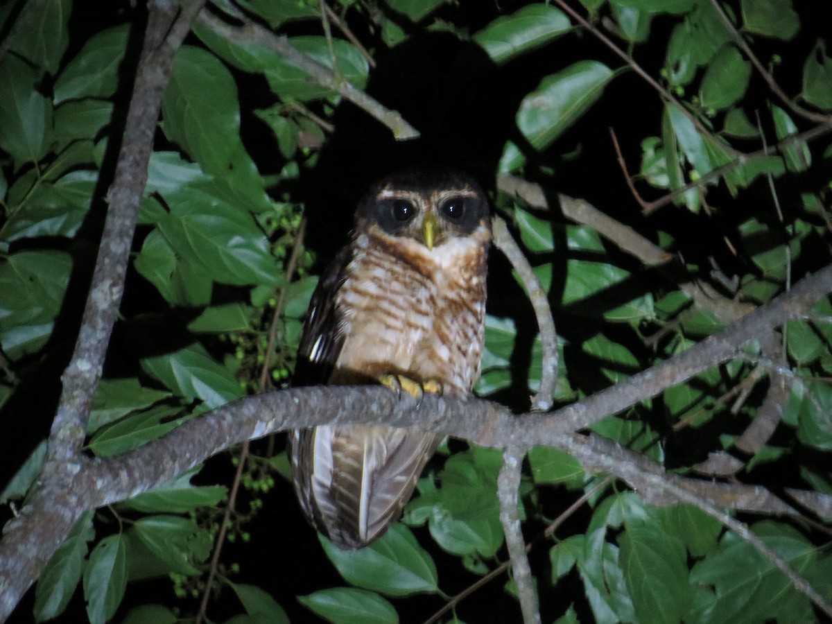 Band-bellied Owl - ML89894701