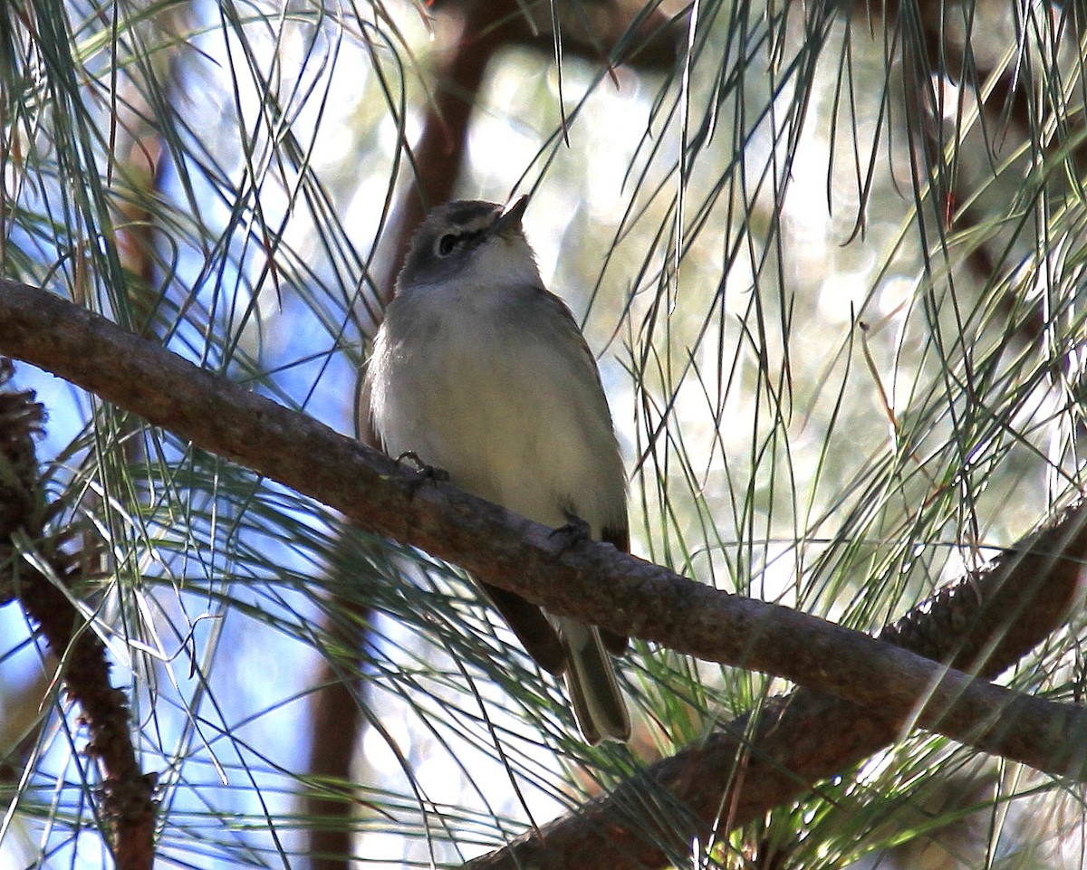 Plumbeous Vireo - ML89895501