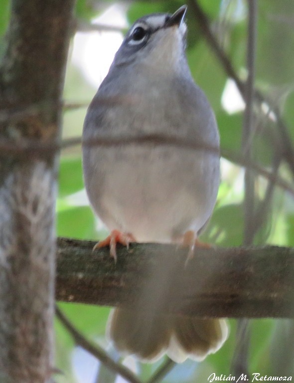 Olivflanken-Waldsänger - ML89897481