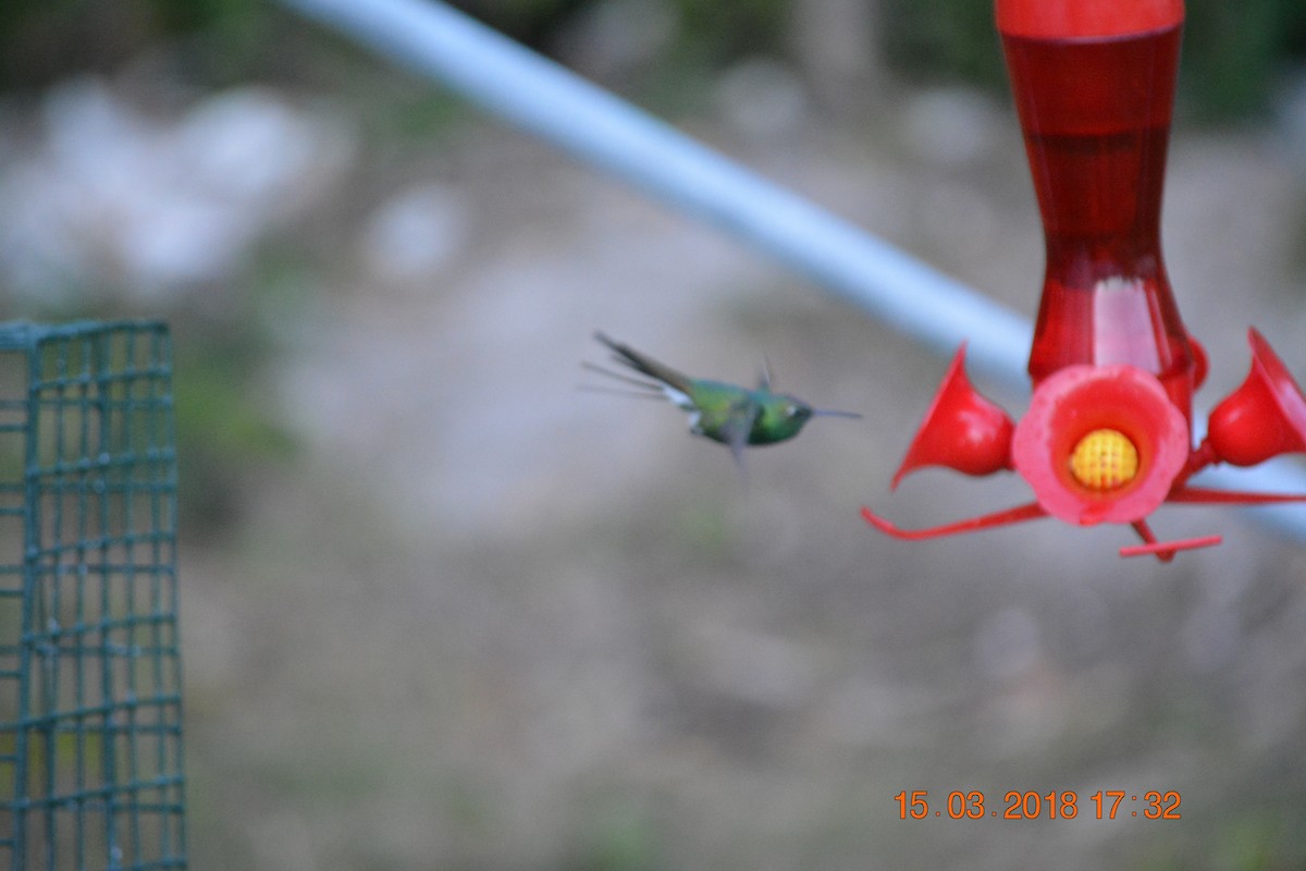 kolibřík kubánský - ML89897541