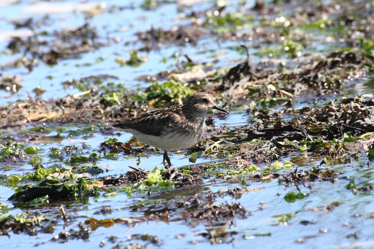 Least Sandpiper - ML89897631