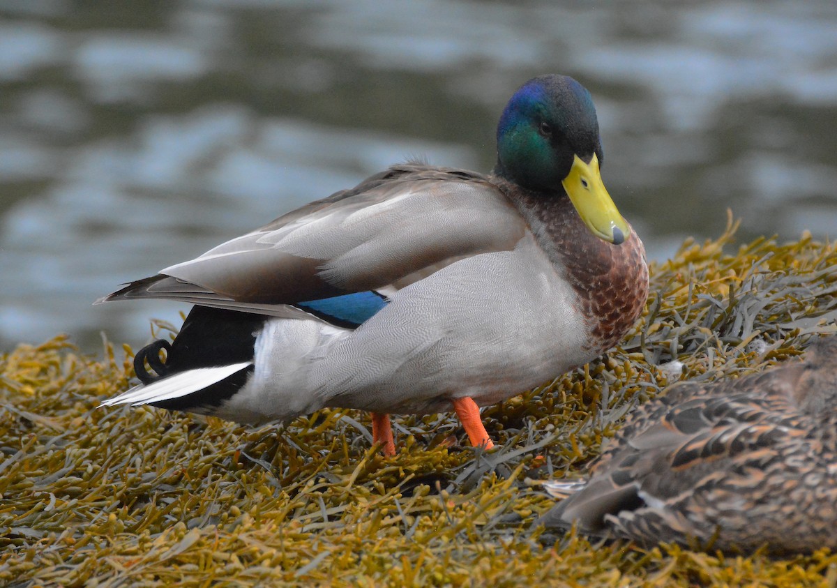 Canard colvert - ML89897911