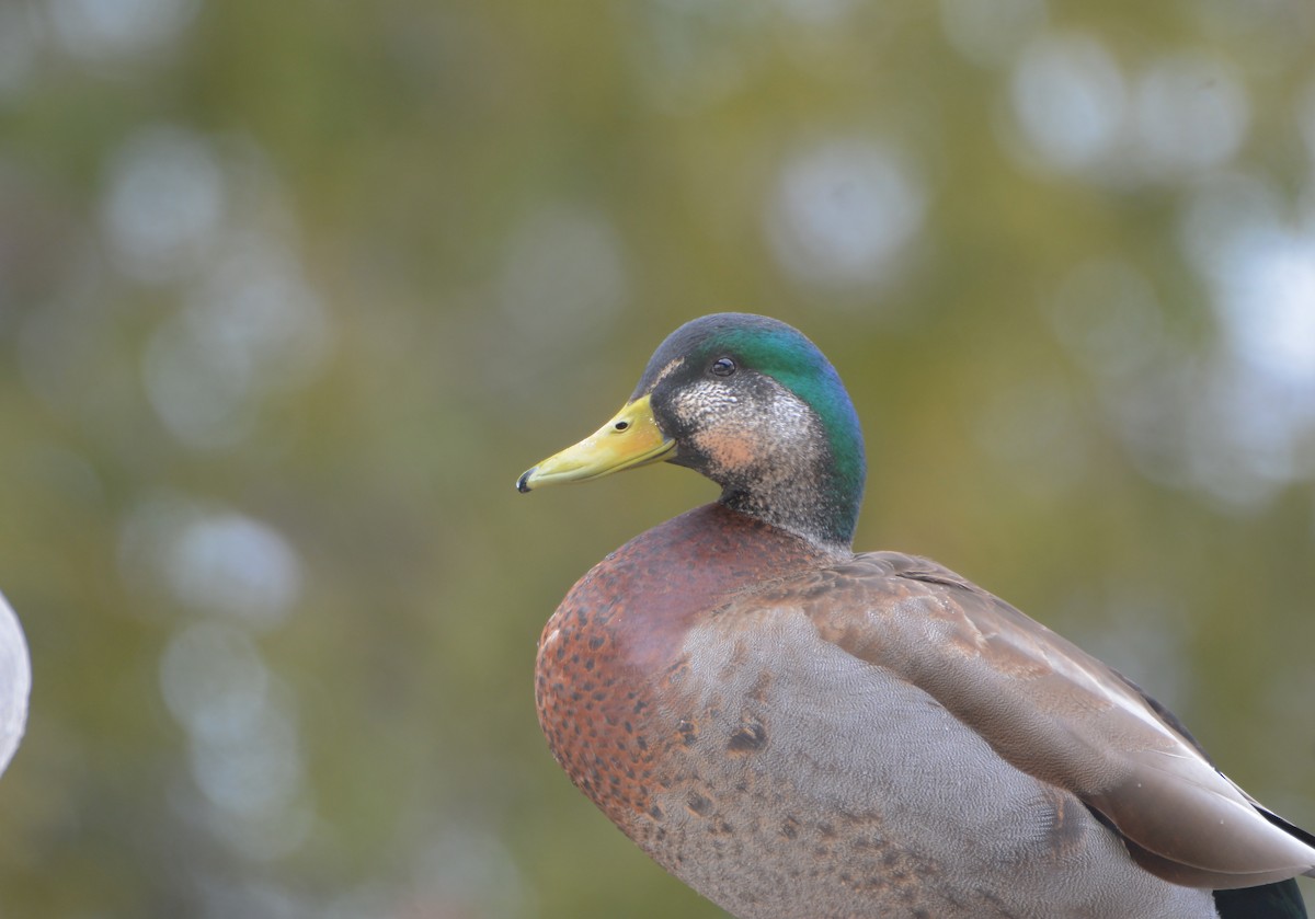 Mallard x American Black Duck (hybrid) - Richard Garrigus