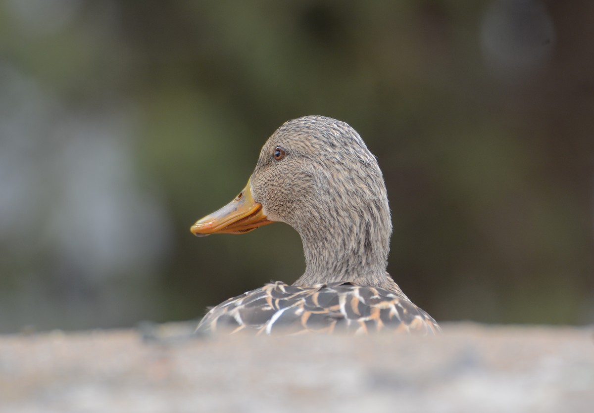 Canard colvert - ML89898191