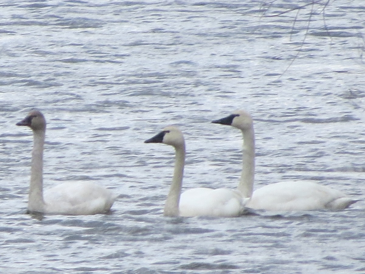 Tundra Swan - Ethan Maynard