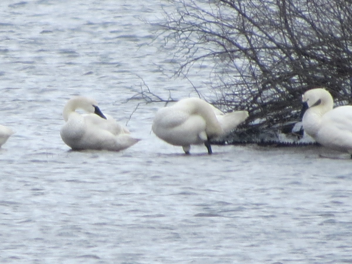 Tundra Swan - Ethan Maynard