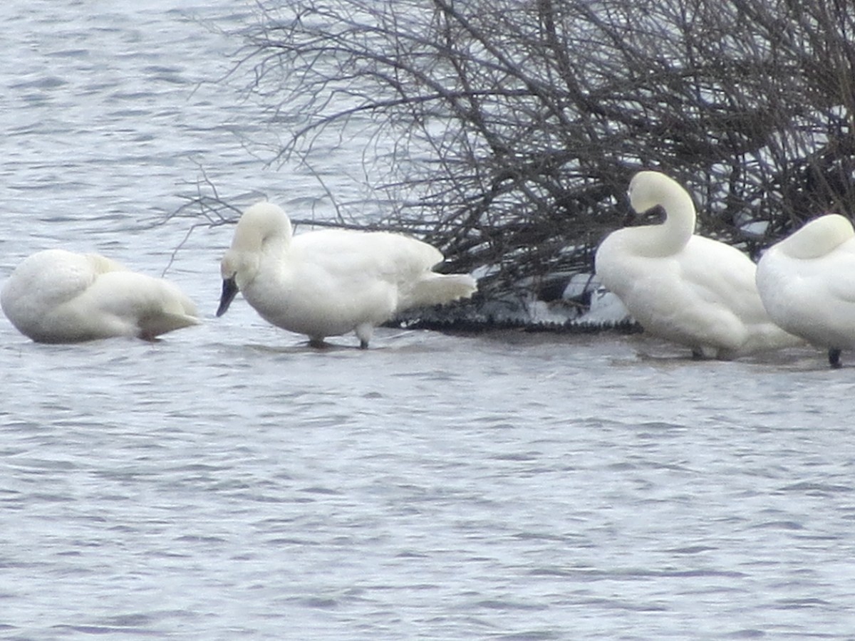 Tundra Swan - Ethan Maynard