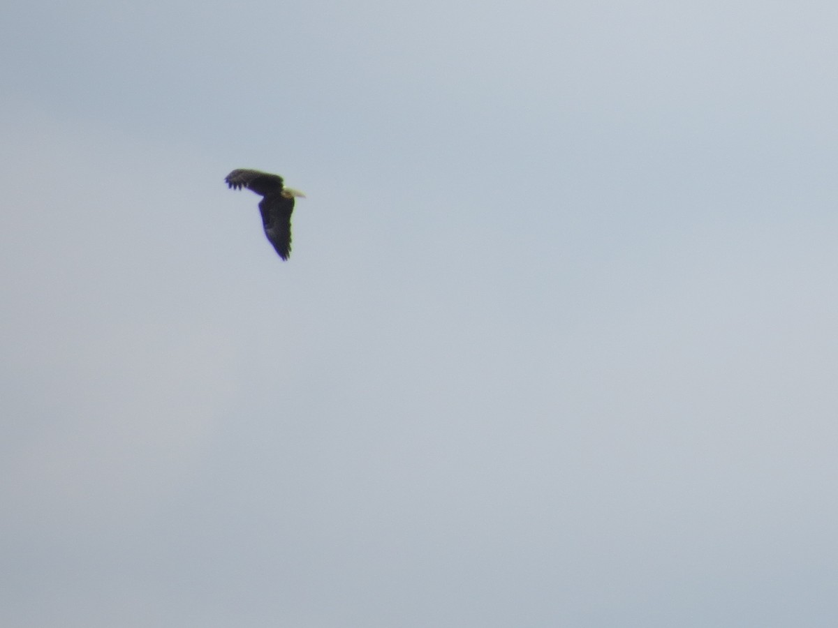 Bald Eagle - Ethan Maynard