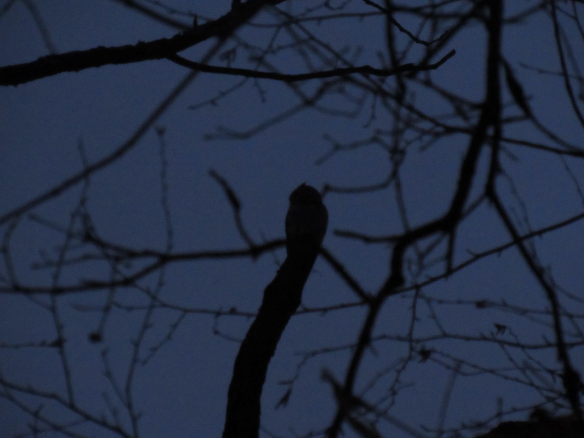 Eastern Screech-Owl - ML89899481