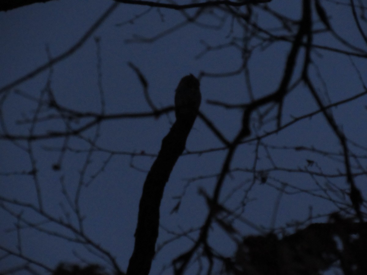 Eastern Screech-Owl - ML89899501