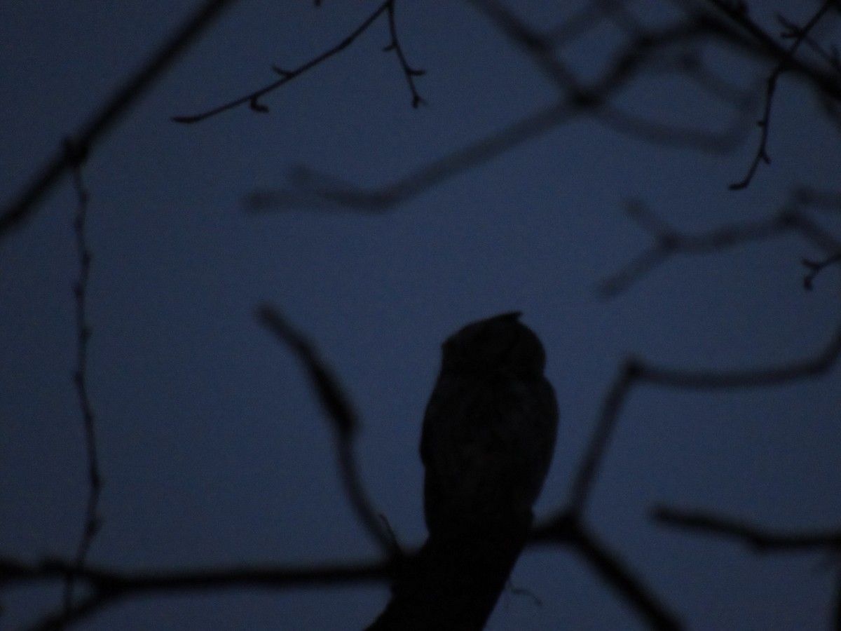 Eastern Screech-Owl - ML89899511