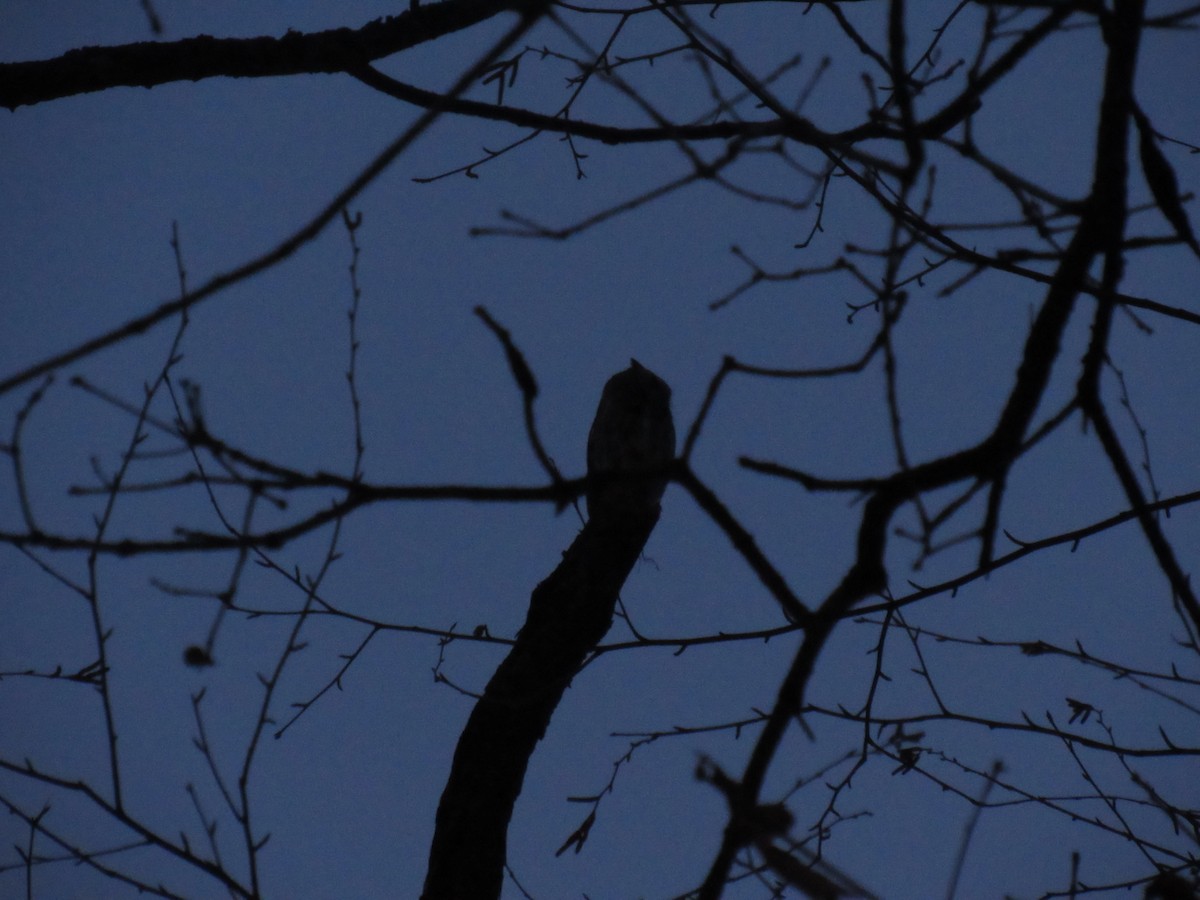 Eastern Screech-Owl - ML89899521