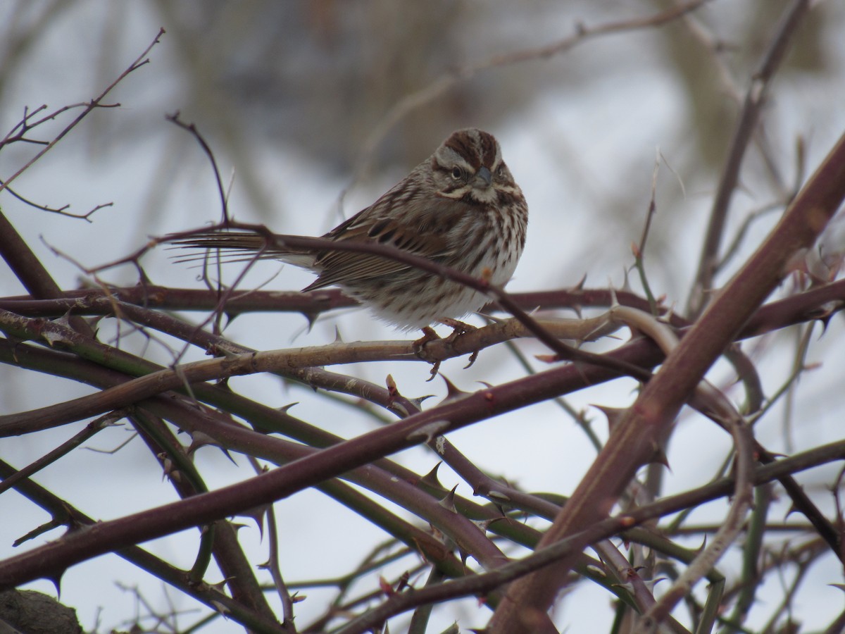 Song Sparrow - ML89900151