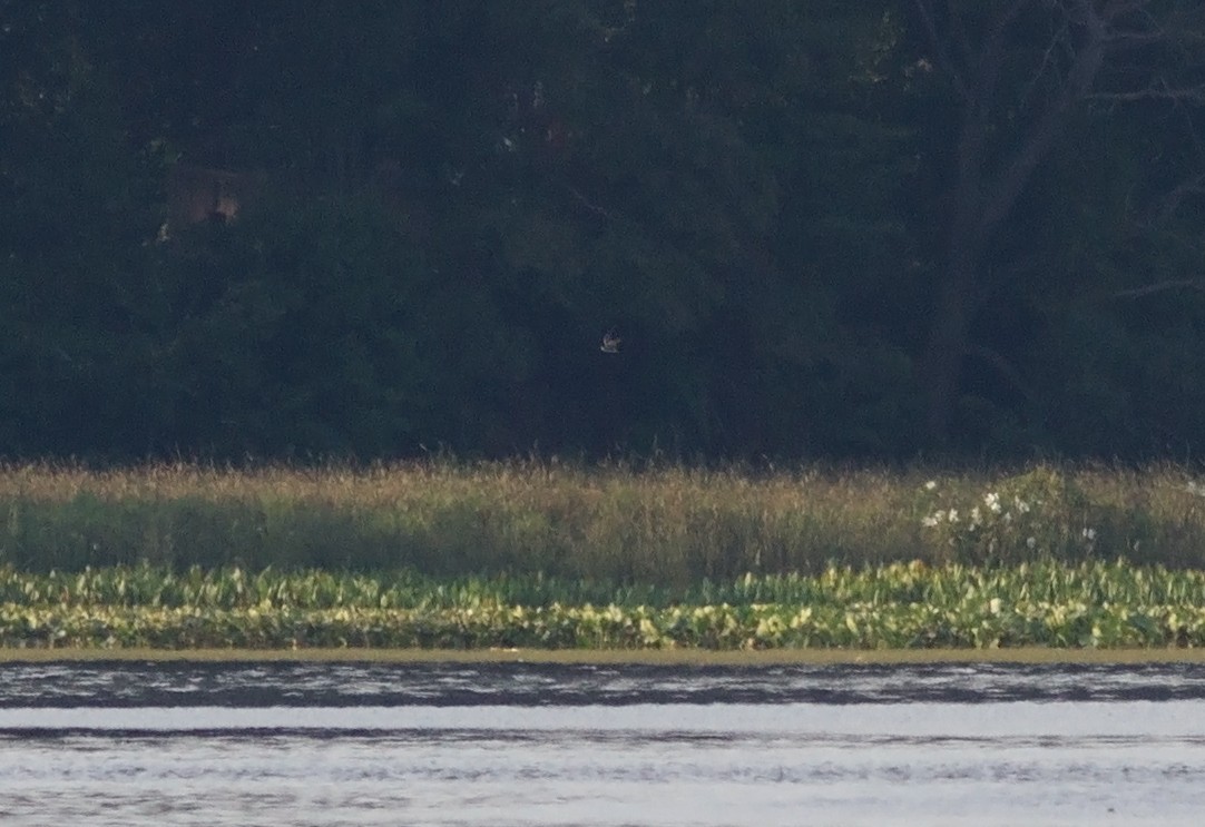 Black Tern - ML89902721