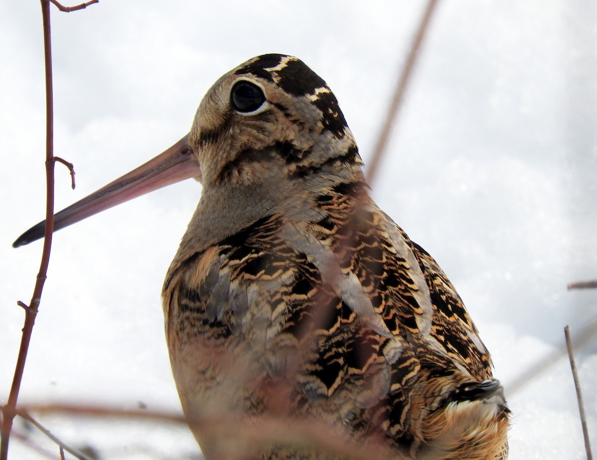 American Woodcock - ML89902741