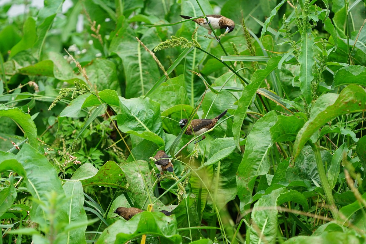 White-rumped Munia - JingZu Tu