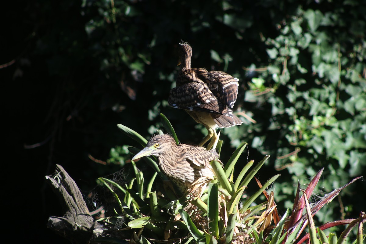 Nankeen Night Heron - ML89903911