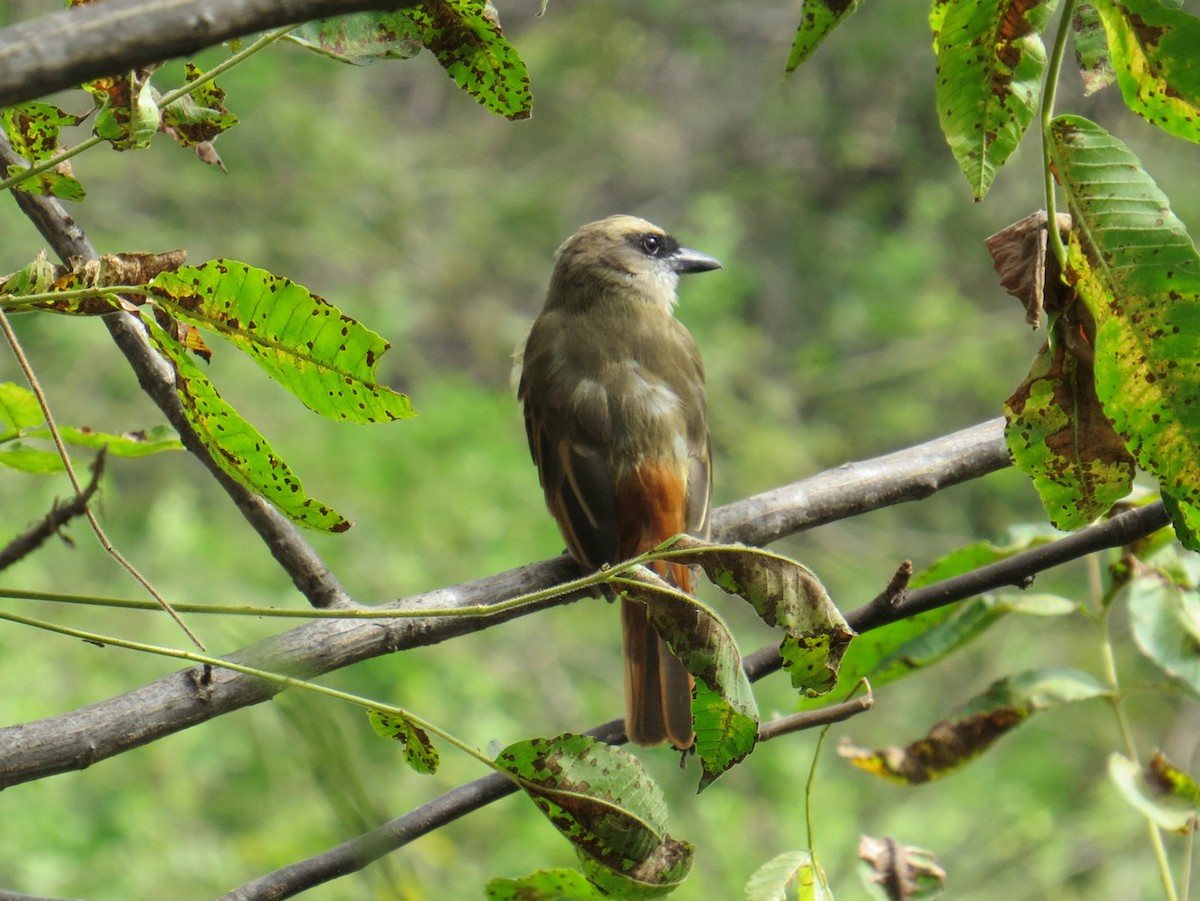 Baird's Flycatcher - ML89903921