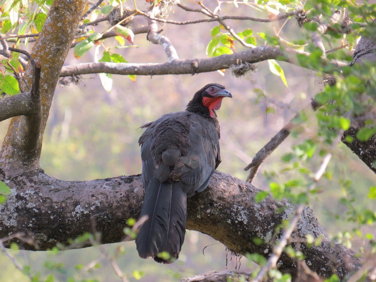 White-winged Guan - Kevin Groeneweg