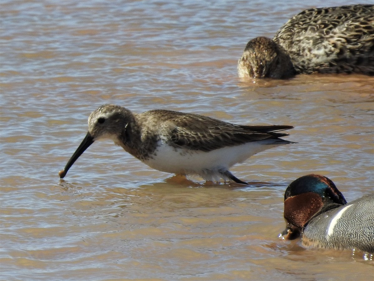 Dunlin - Alan Ketcham