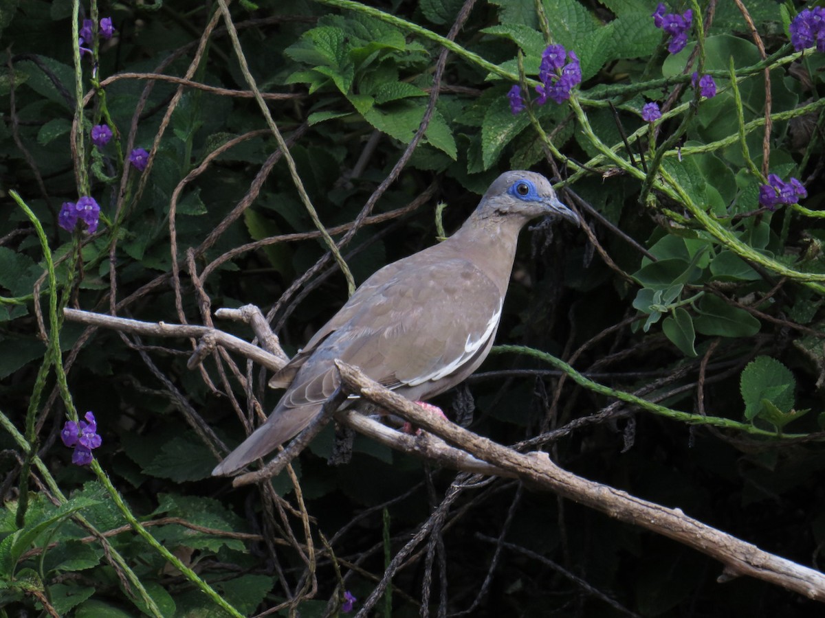 West Peruvian Dove - ML89904111