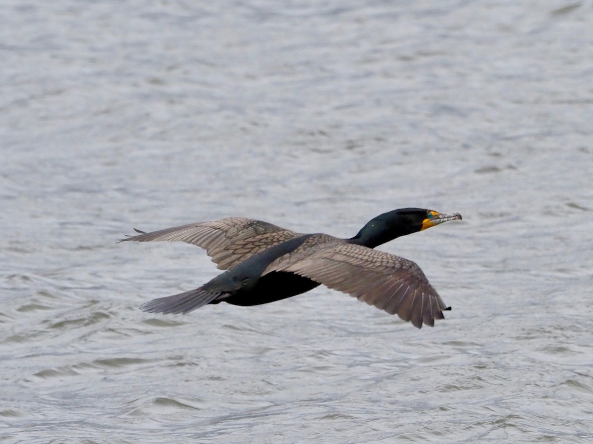 Double-crested Cormorant - Steven Hunter