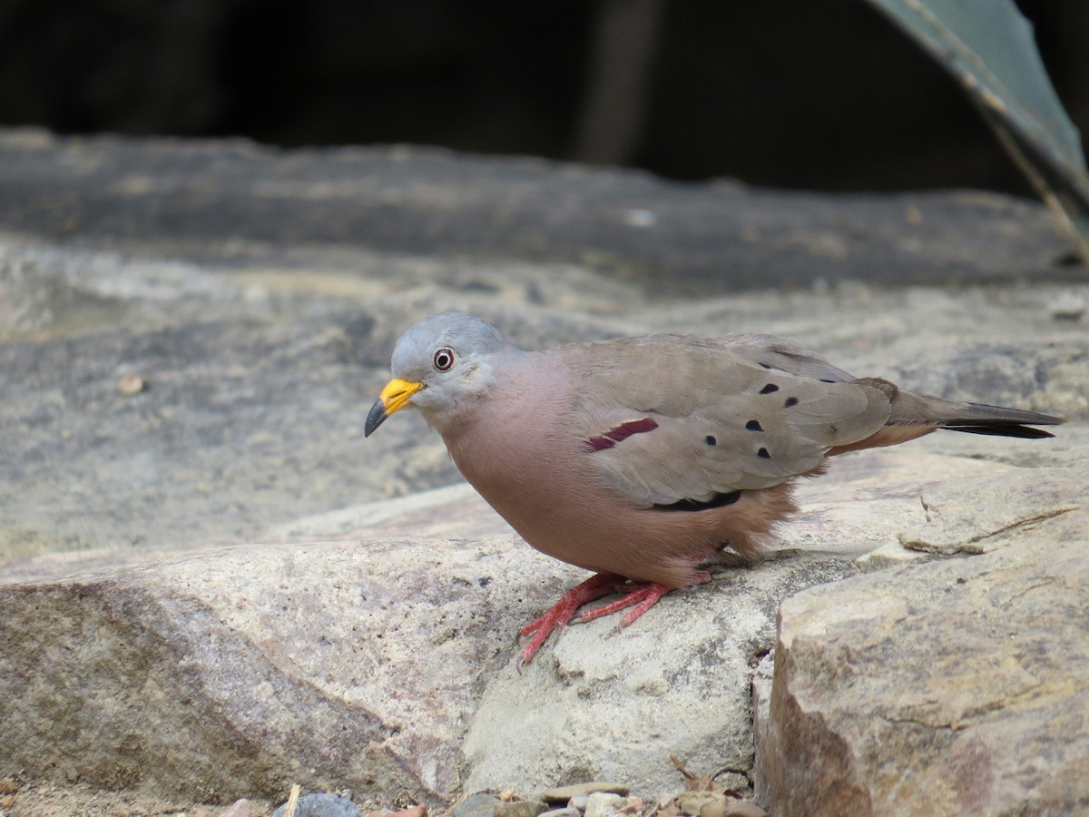 Croaking Ground Dove - Kevin Groeneweg