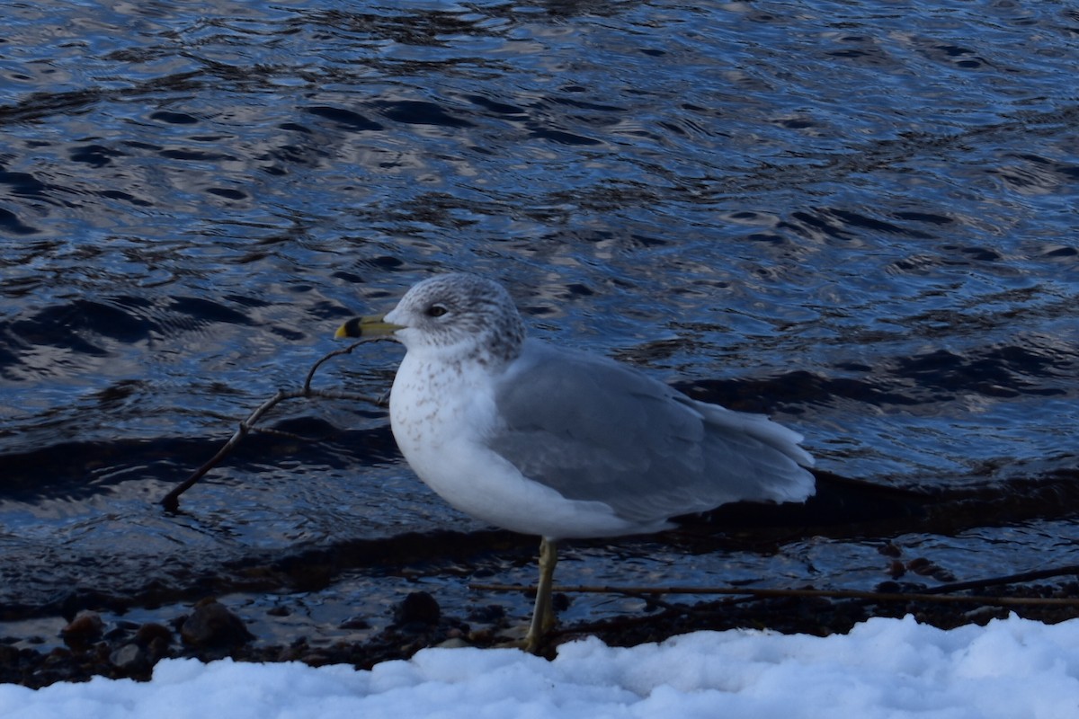 Ring-billed Gull - Haley Johnson