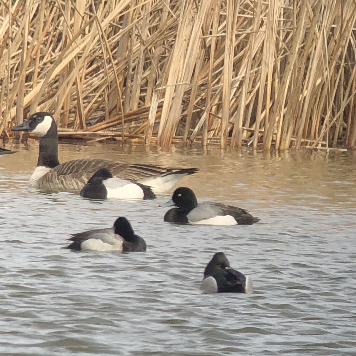 Greater Scaup - ML89906251