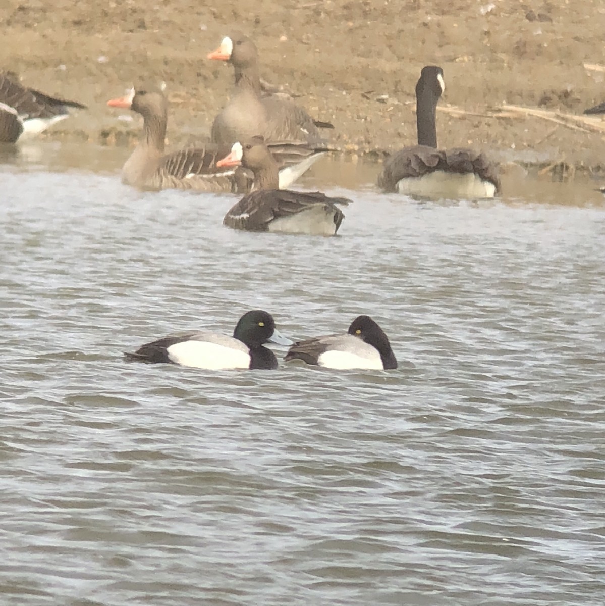 Greater Scaup - ML89906271