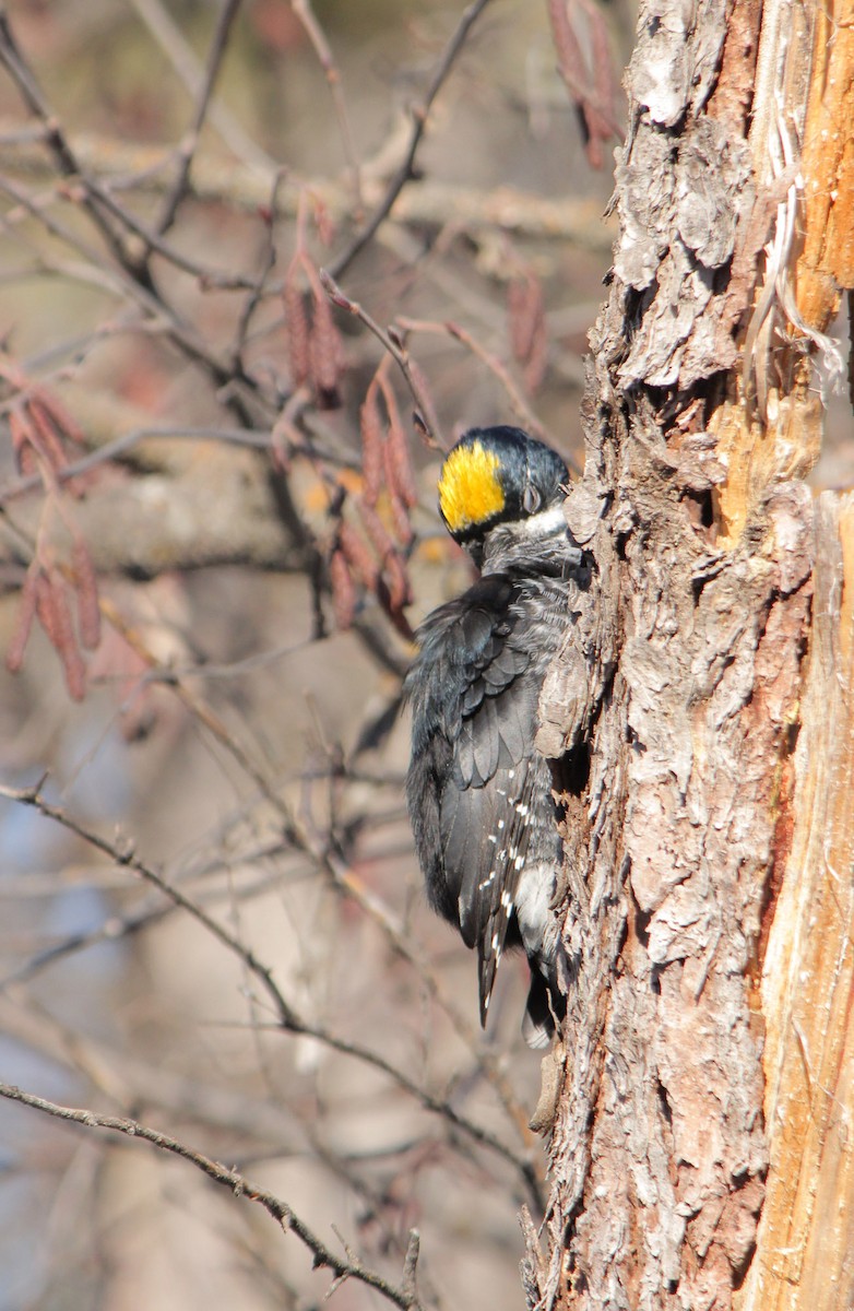 Black-backed Woodpecker - ML89906961