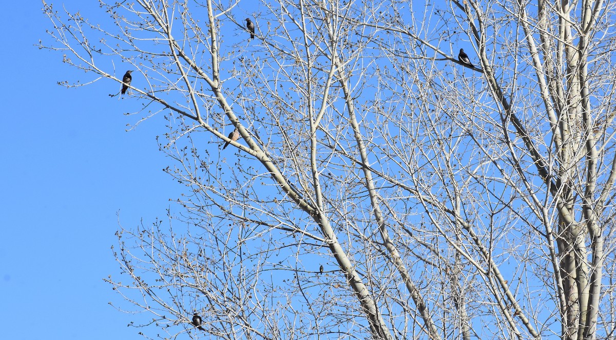 Northern Flicker (Red-shafted) - ML89907531