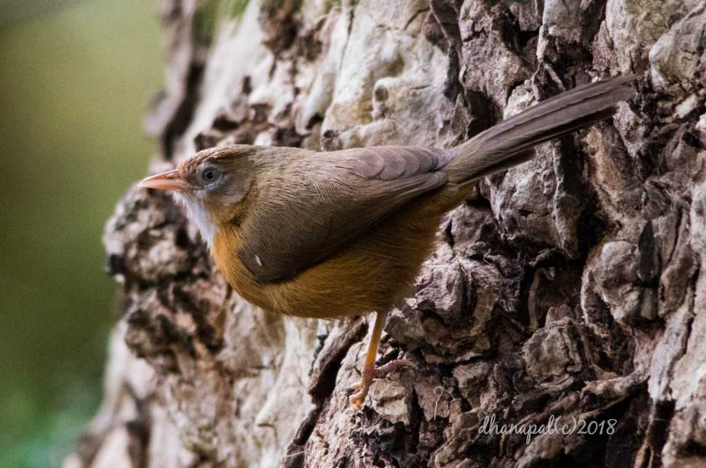 Tawny-bellied Babbler - Dhanapal Kondasamy