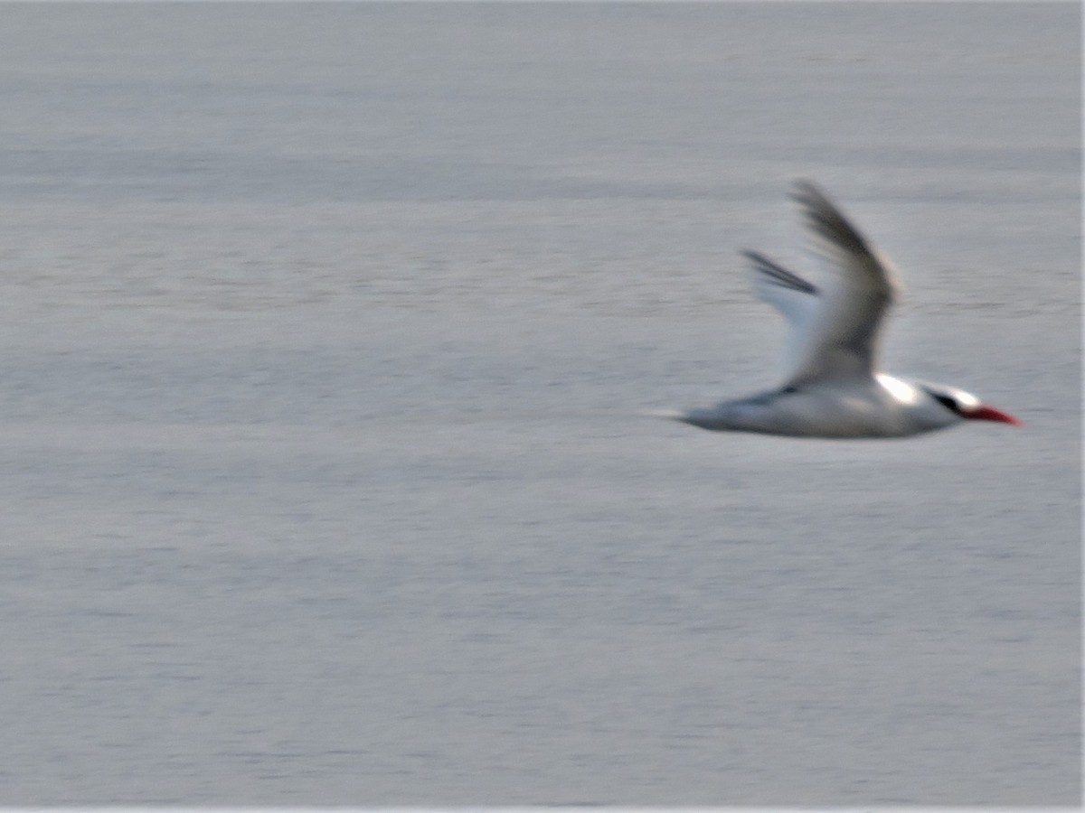 Red-billed Tropicbird - ML89909721