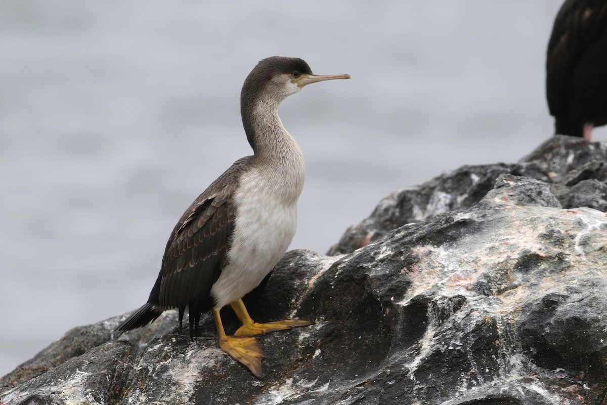 Spotted Shag - ML89910181