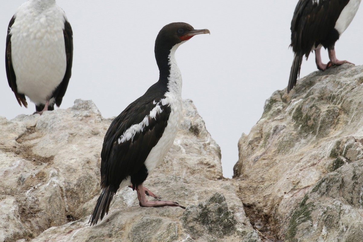 Stewart Island Shag - Cameron Eckert