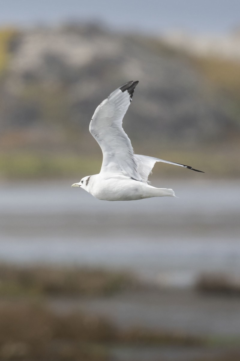 Black-legged Kittiwake - Deb Ford