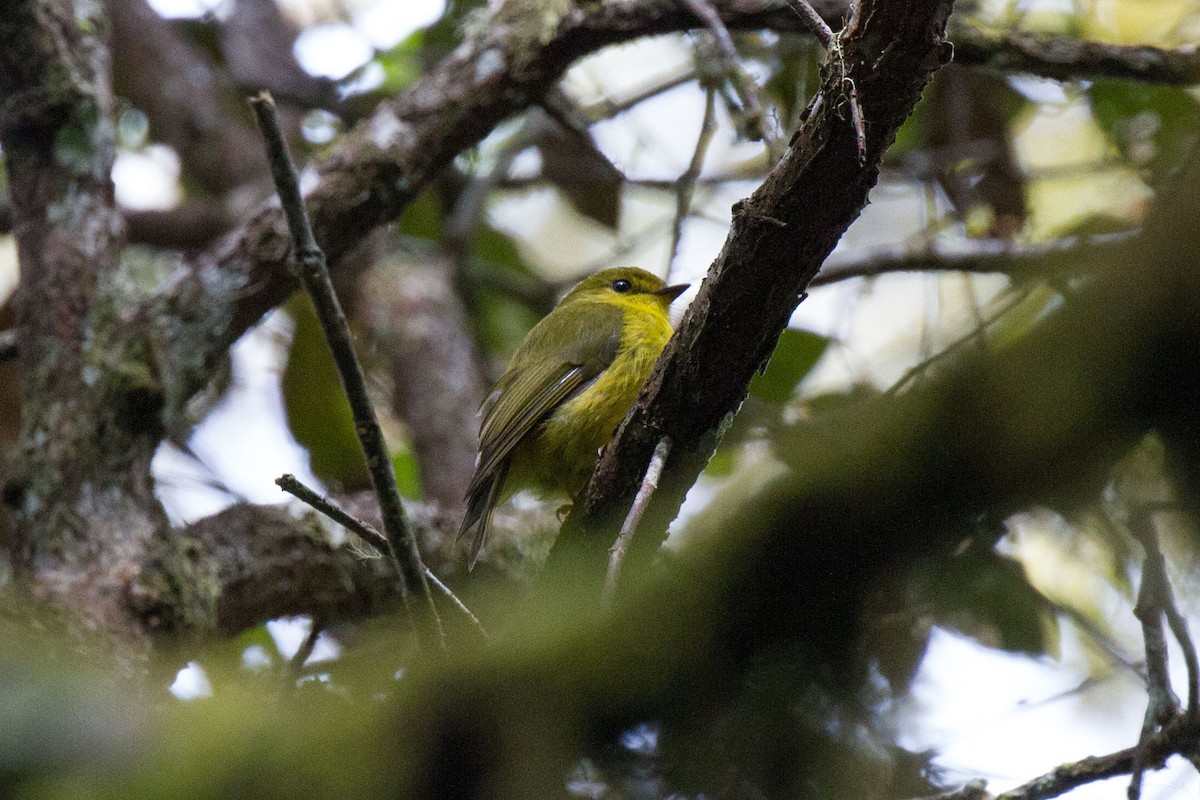 Canary Flyrobin - Kristof Zyskowski