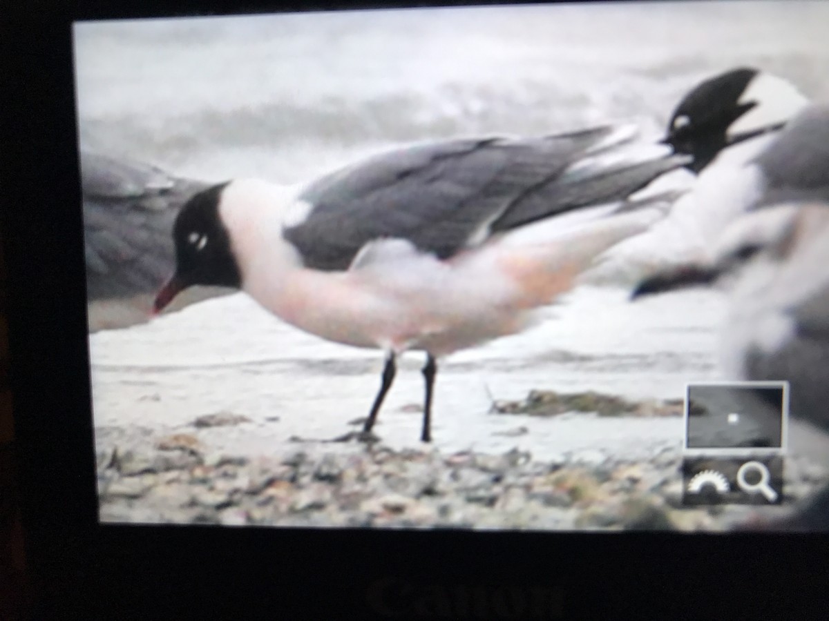 Franklin's Gull - ML89917931