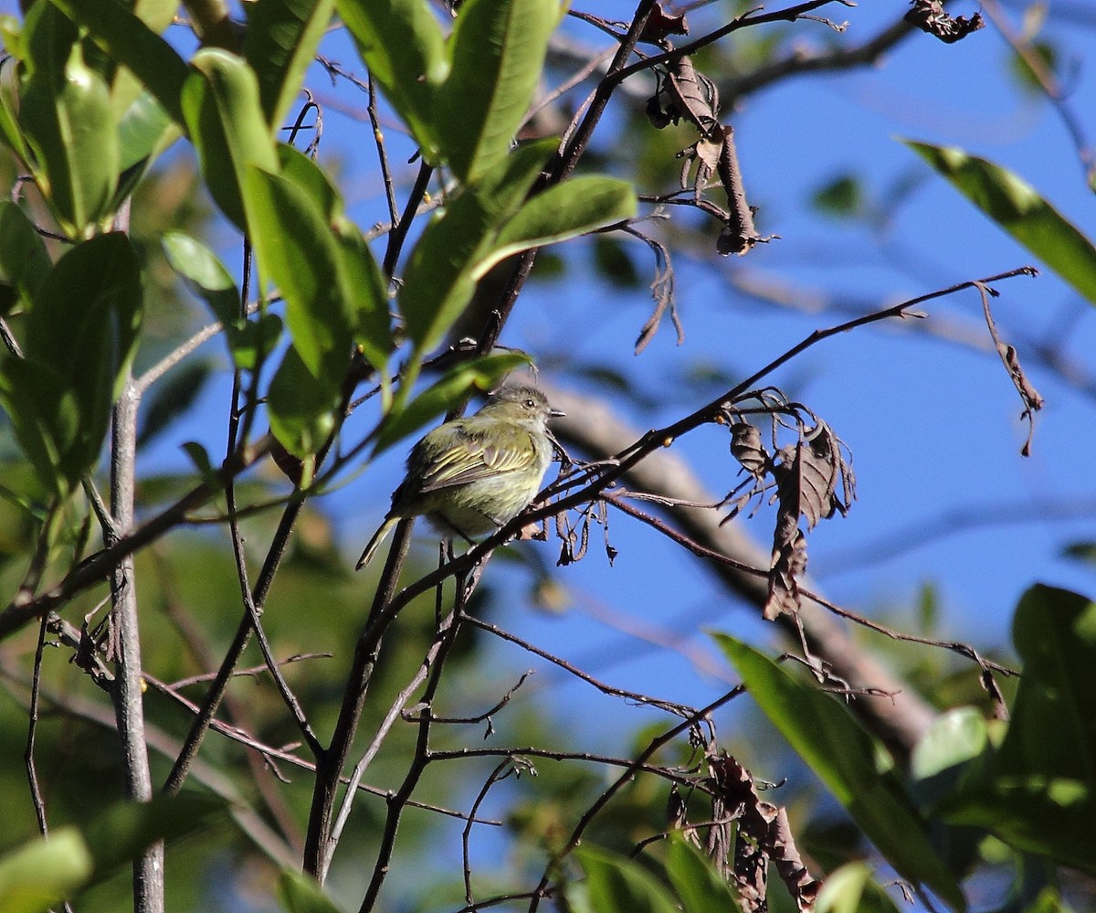 Mistletoe Tyrannulet - ML89919621