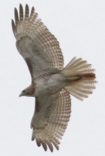 Red-tailed Hawk - ML89921411