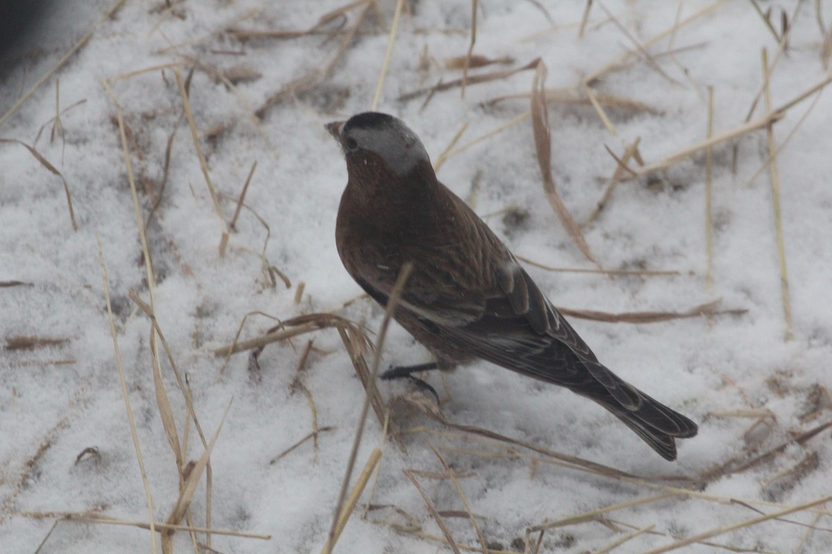 Gray-crowned Rosy-Finch (Gray-crowned) - ML89922141