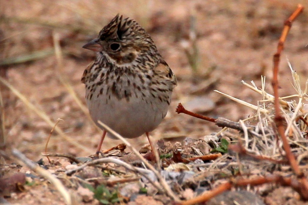 Vesper Sparrow - ML89922471
