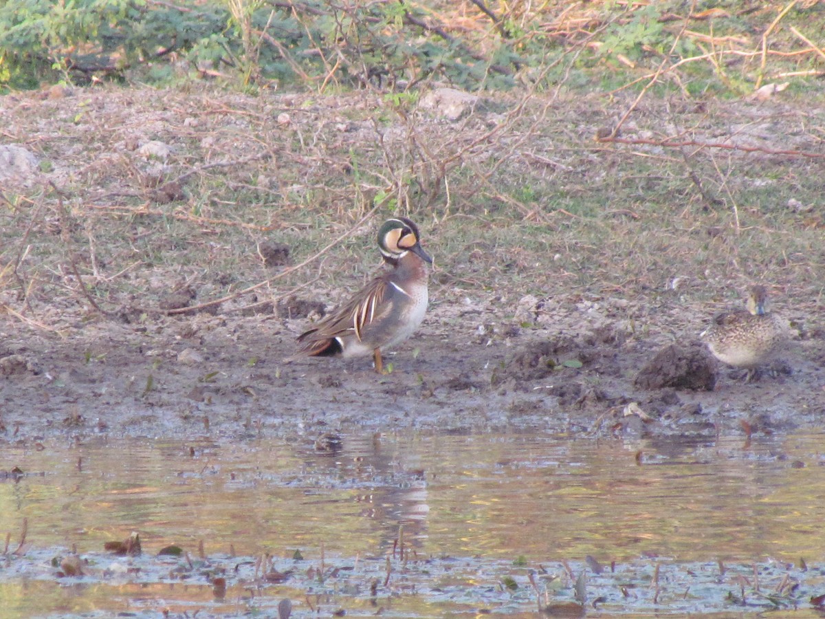 Baikal Teal - ML89923071