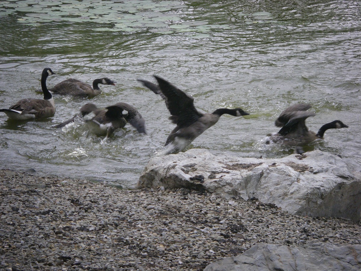 Canada Goose - ML89923981