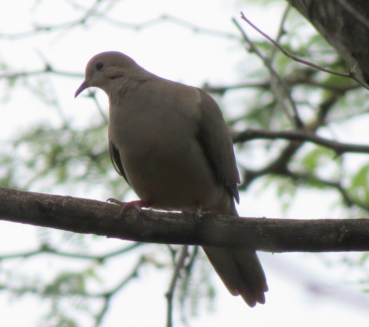 Mourning Dove - Fran Kerbs