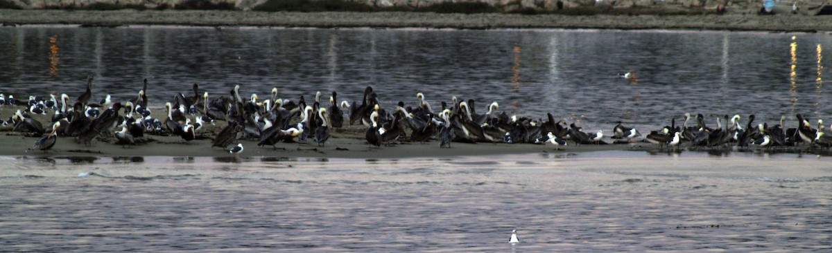 Brown Pelican - Germ Germain