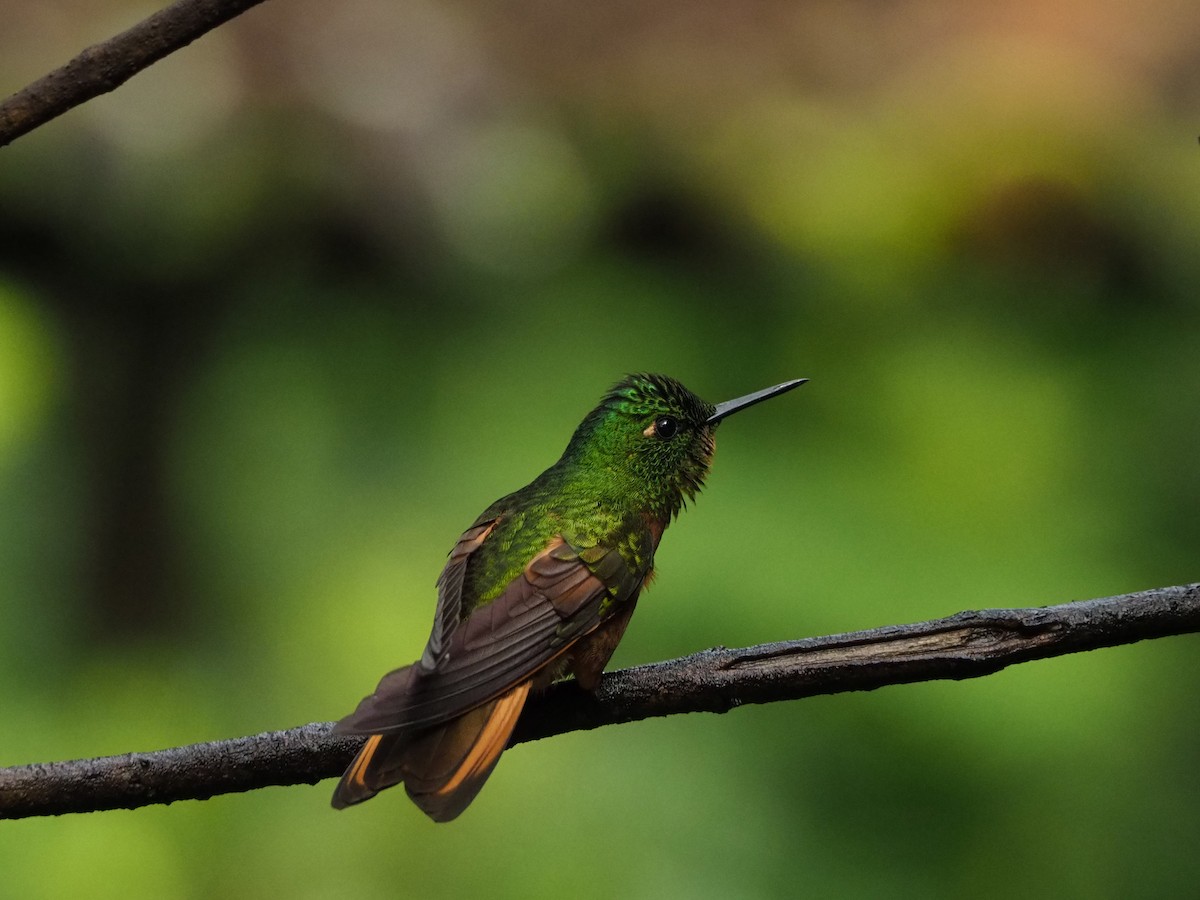 kolibřík peruánský - ML89928501