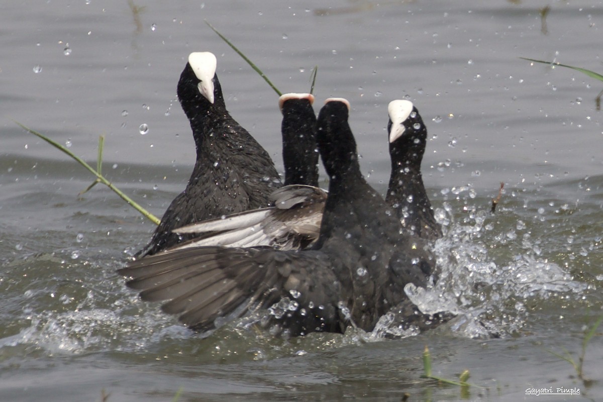 Eurasian Coot - ML89928831